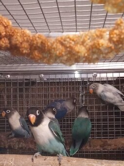 Agapornis škraboškový - mláďata na prodej. - 2