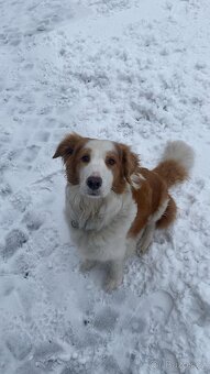 Border kolie bez PP - 2