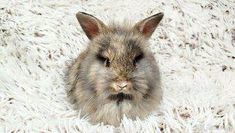 Zakrslý králík, králíček - HARRY - 2