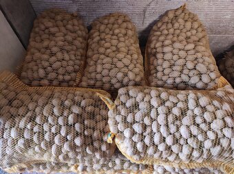 PRODÁM KONZUMNÍ BRAMBORY - 2