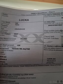 Polský chladnokrevník - 2