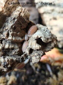 ISOPODY·STÍNKY - Bulk/balíčky - posílám - 2