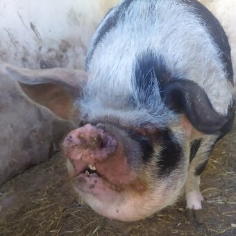 Kune kune - 2