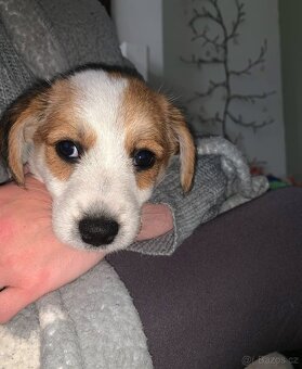 Jack Russell teriér - 2