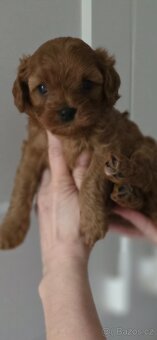 Cavapoo - 2