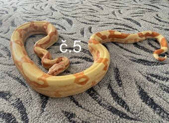 Boa constrictor - Hroznýš královský - 2