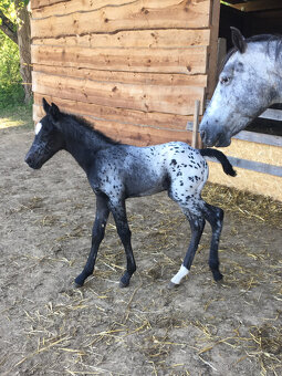 Klisničky Appaloosa k zamluvení - 2