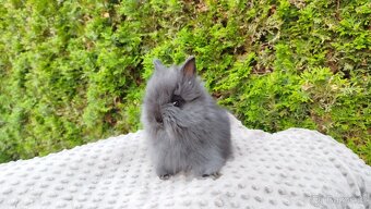 Zakrslý králík, králíček - (TEDDY)-OLAF,OLIVER,OLINA - 2