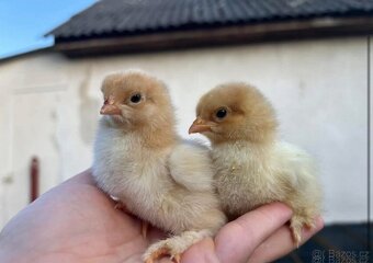 Brahmanka velká žlutá černě kolumbijská - 2