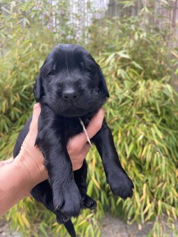Flat coated retriever s PP - štěňátka černí pejsci - 2