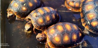 Želva uhliřská mláďata - 2