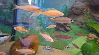 Prodám Malawi a Tanganiku - 2