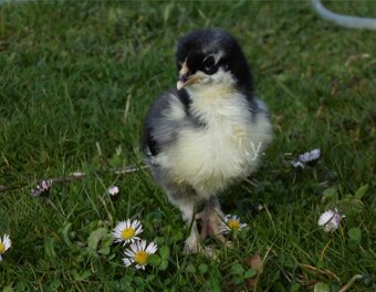 Maranska násadová vajíčka - 2