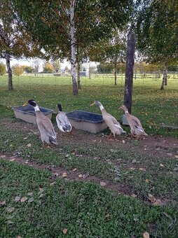 Indický běžec - 2