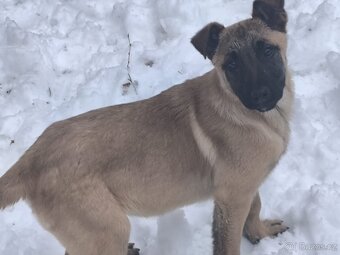 Belgicky ovcak malinois - 2