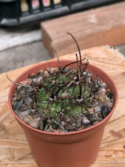 Kaktusy a sukulenty - 2