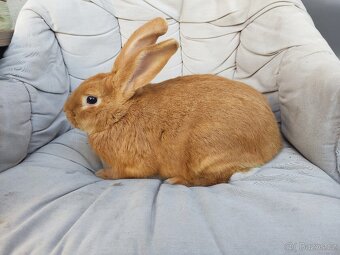 Burgundský králík - 2