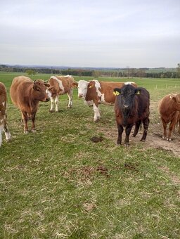 Prodám jalovice - 2