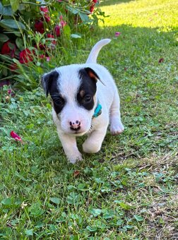 Jack Russell teriér štěně - 2