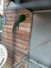 Papoušek nadherny - 2