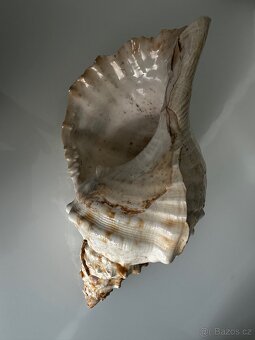 Tritonka indická 30 cmm - 2