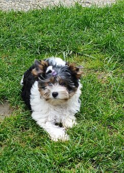 Biewer jork(Yorkshire)terier- kluk s pp - 2