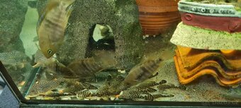 Ancistrus sp. - 2