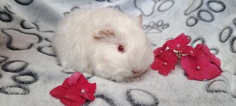 Morče, morčátko (Teplicko či přepravce) - 2