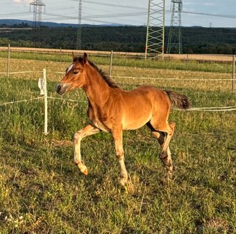 🌟 Hřebeček Welsh Cob 🌟 - 2