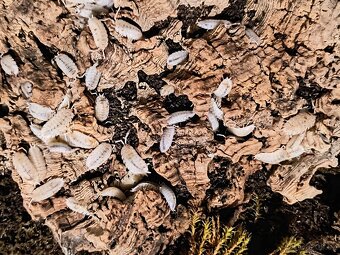 Porcellio scaber "Orange Dalmatian" - Isopody - 2