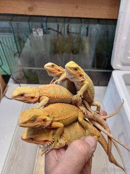 Agama vousatá barevné formy - 2