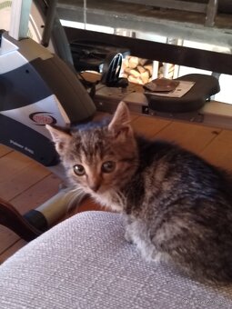 Daruji Koťátko - 2