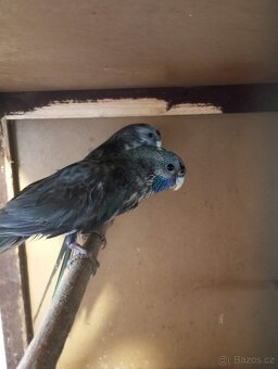 rosela penant  modrá - 2