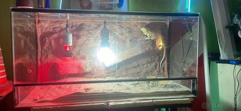 Agama+terarium - 2