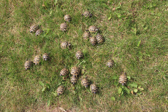 Prodám mláďata želv zelenavých Testudo hermanni - 2