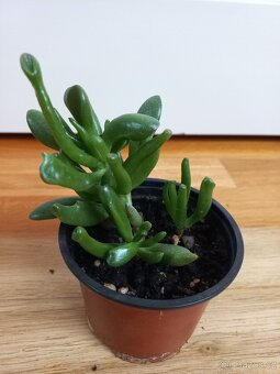 Crassula ovata monstrosa - 2