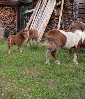Schetland pony hříbě klisna s PP - 2