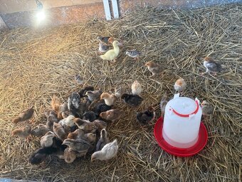 Kuřátka k prodeji - 2