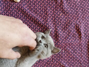Britská koťátka - 2