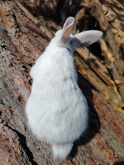 Zakrslý králík - 2