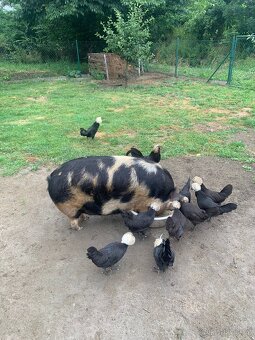 Sviňka kune kune - 2