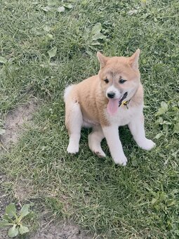 Shiba inu - 2