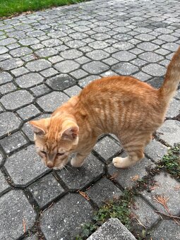 Žofinda (Žofík) a Micinda - 2