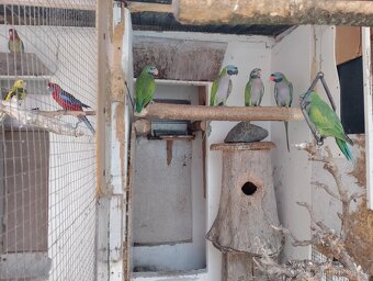 Papoušci na prodej ..... - 2