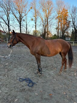 ČT kobyla s výkonností L - 2