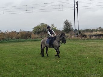 Polský pony - kobylka - 2