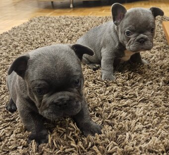 Francouzský buldoček modrý - 2