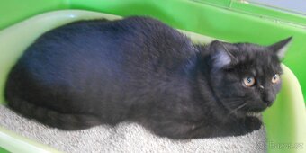 Černý až kouřový, 11měsíční Sam hledá domov. - 2