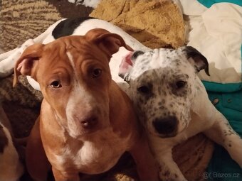 Americký stafordšírský teriér - 2