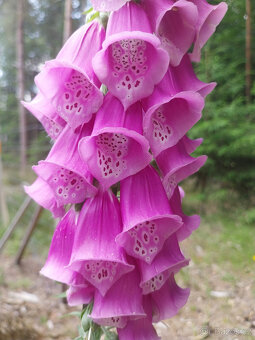 Sekani travy a rez stromu a keru pro vas - 2